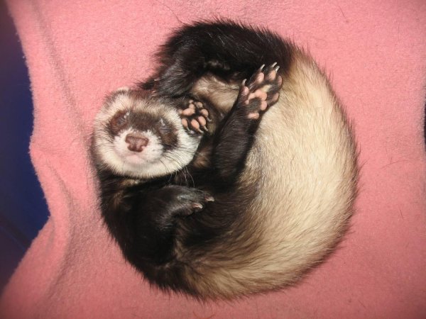 хорёк домашний