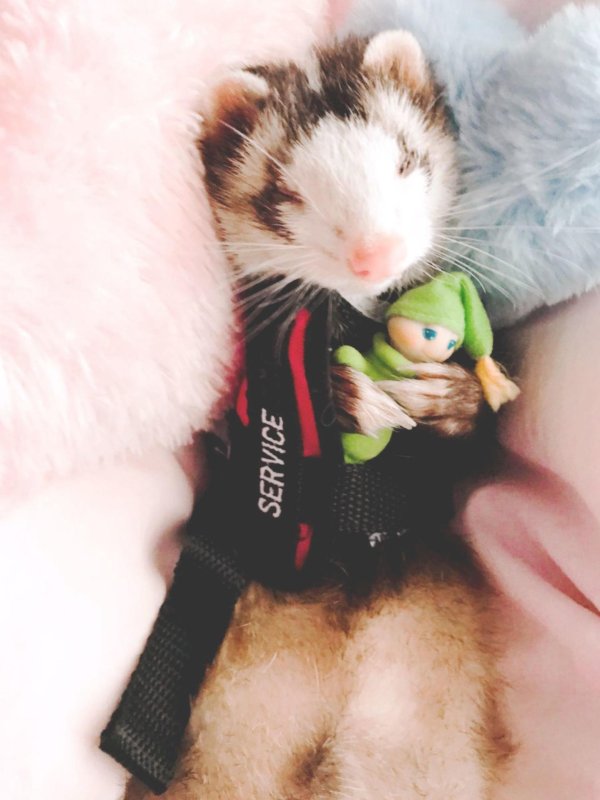 маленькие хорьки