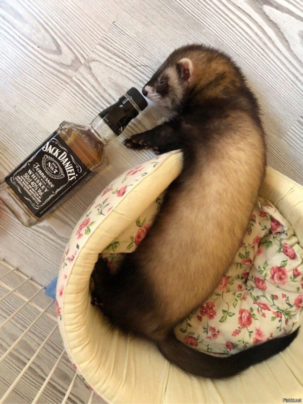 хорек смешной