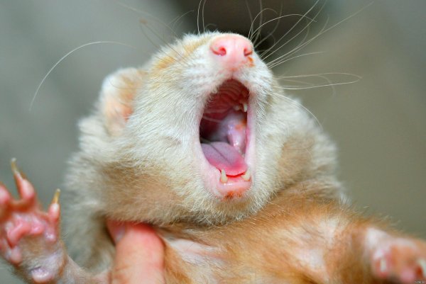 зубы хорьков