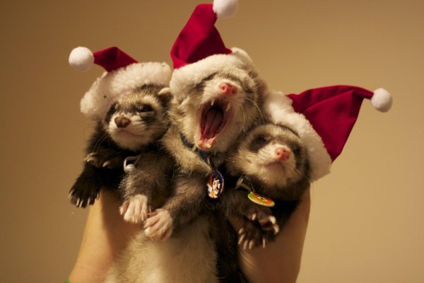 животные новогодние