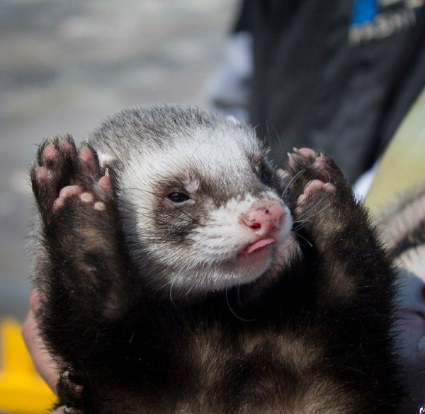 хонорик животное