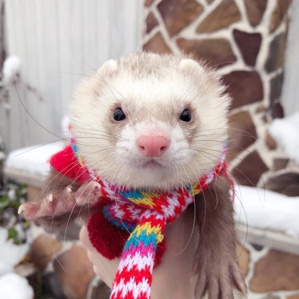 хорёк домашний