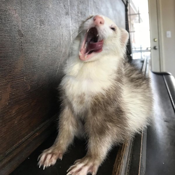 веселый хорек