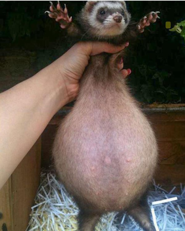 беременность у животных