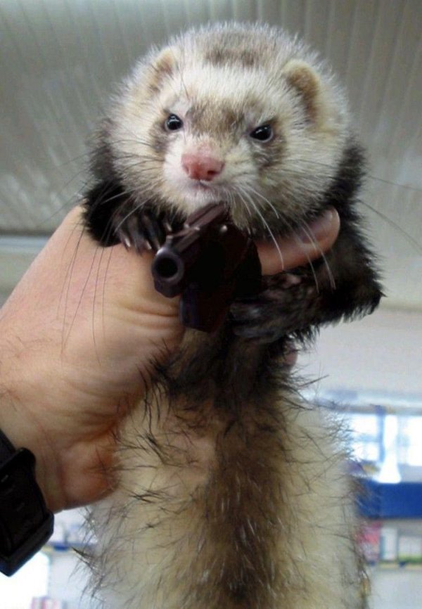 хорёк домашний