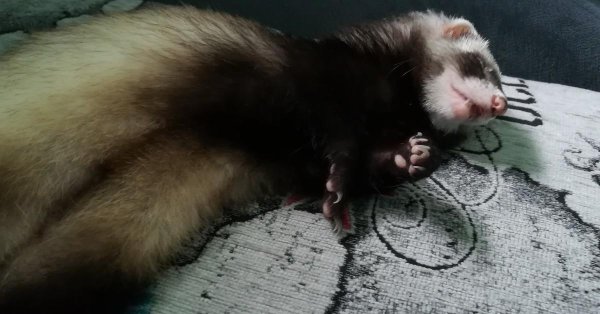 чумка у хорьков