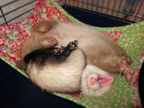 спящие хорьки