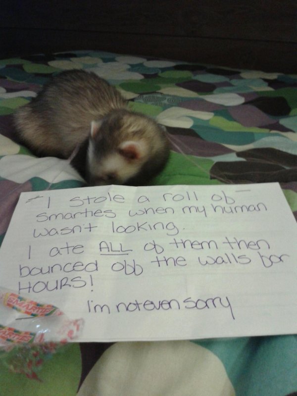 хорёк домашний