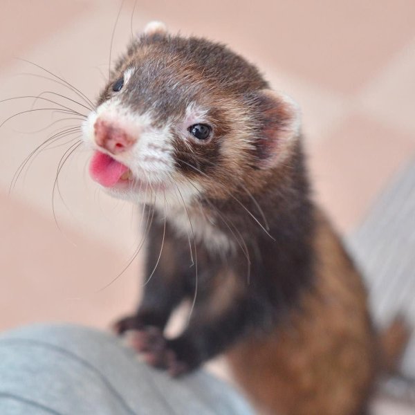 фретка хонорик хорёк