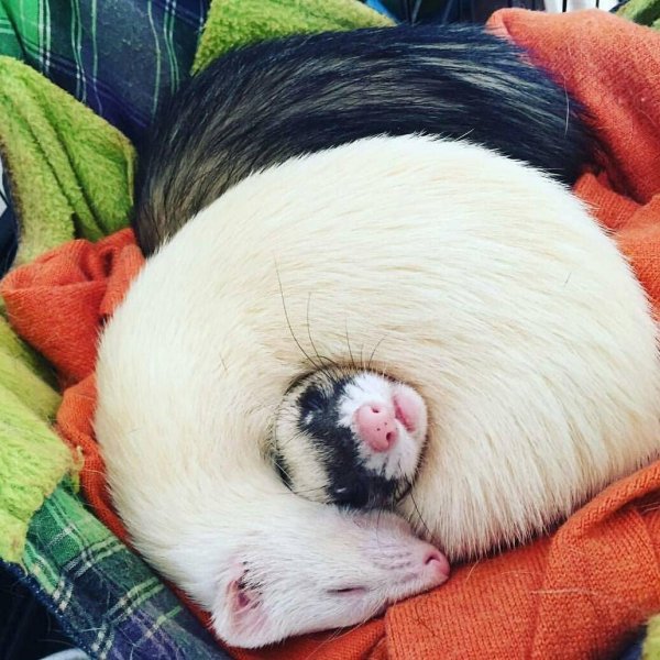 спящие животные