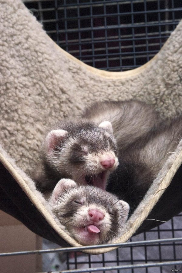 фретка хонорик хорёк