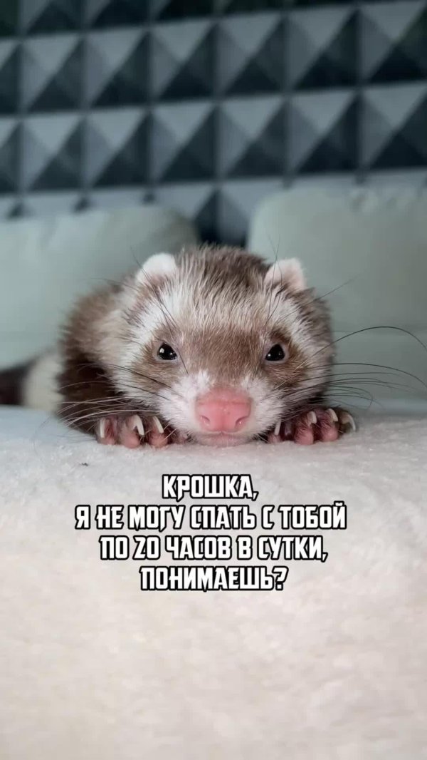 хорёк домашний