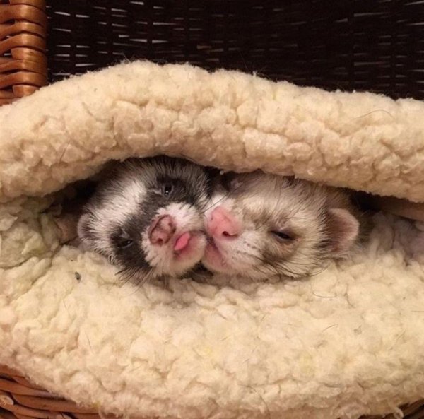 детеныш хорька