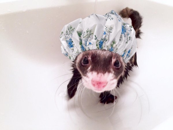 хорьки милые