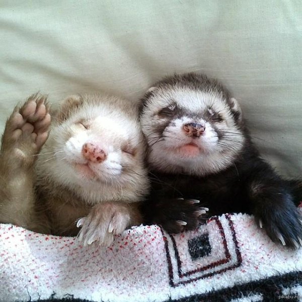 фретка хонорик хорёк