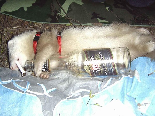 белка с водкой