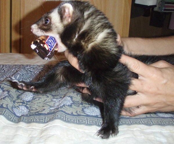 маленькие хорьки