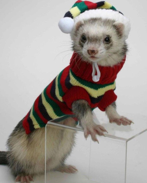 для хорьков