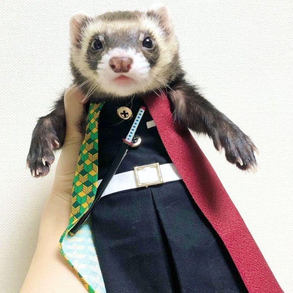 костюмчики для крыс