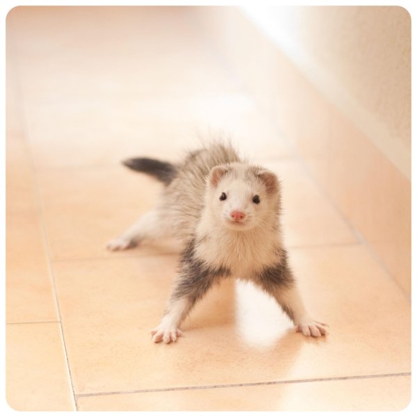 фретка хонорик хорёк