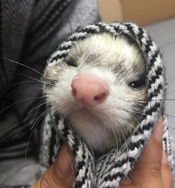 хорьки животные