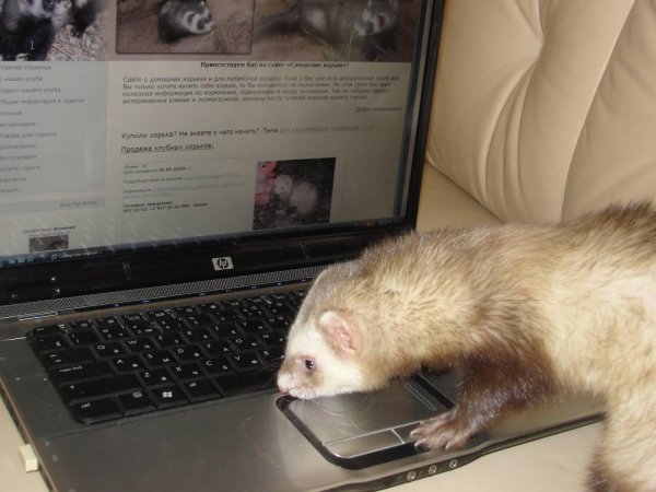 хорек сильвер