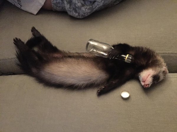 пьяный хорек