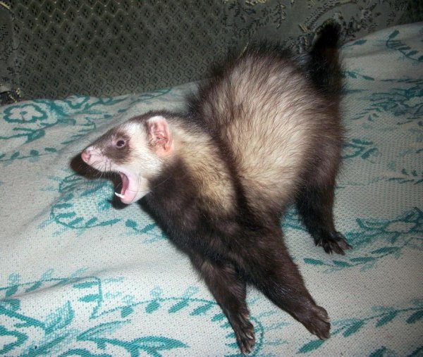 хвост хорька