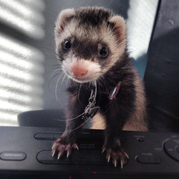 фретка животное