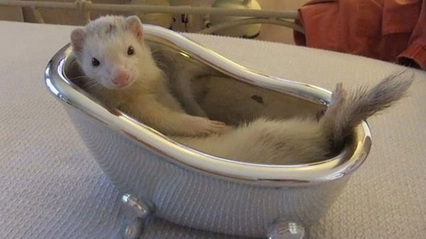 хорёк домашний