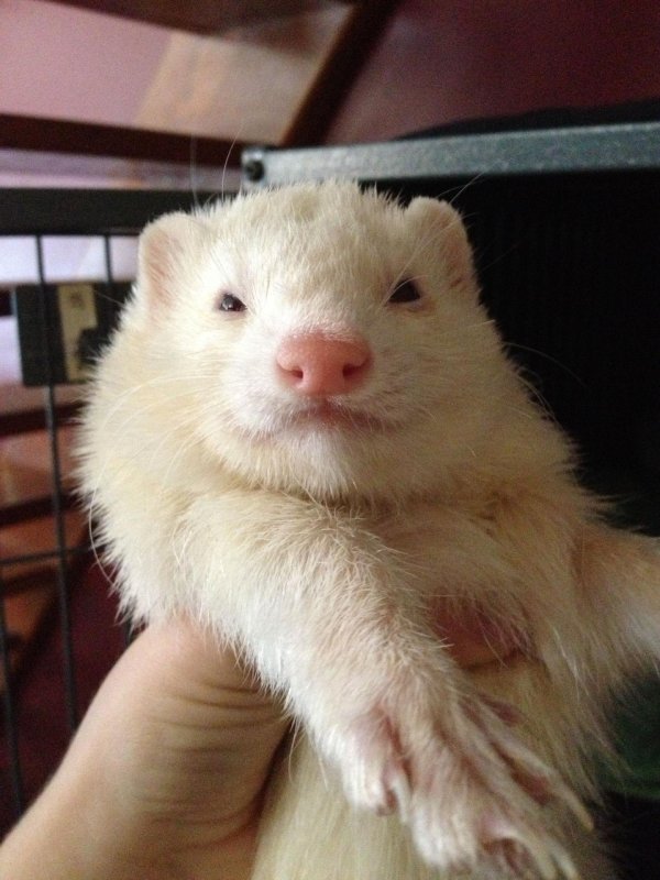 харёк белый