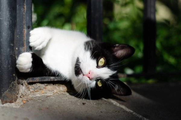 black and white cat