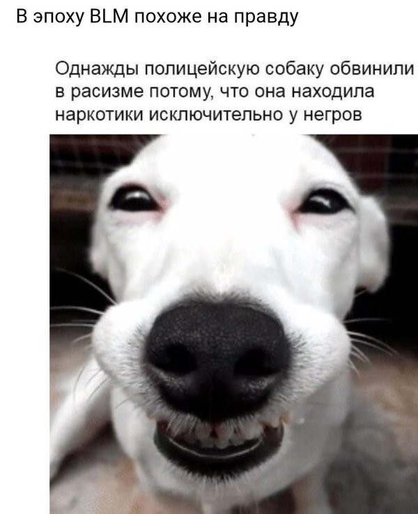 улыбается собака