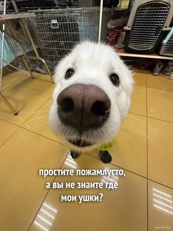 нос собаки