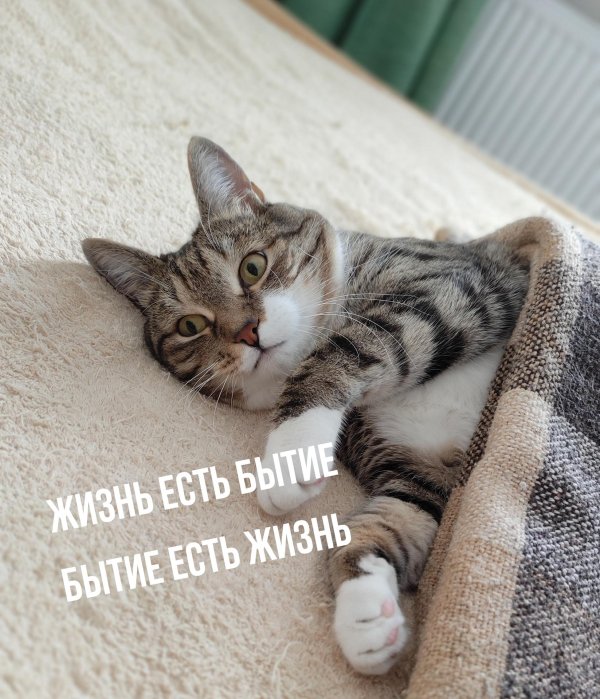 жизнь кота