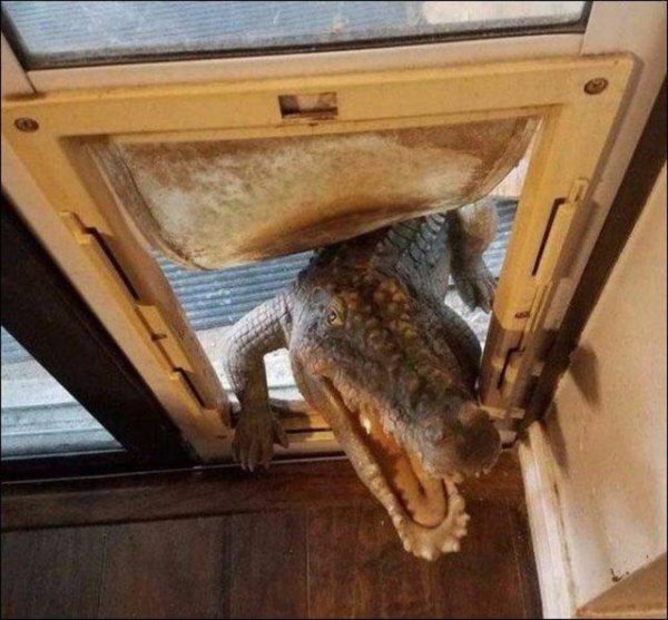 домашние крокодилы