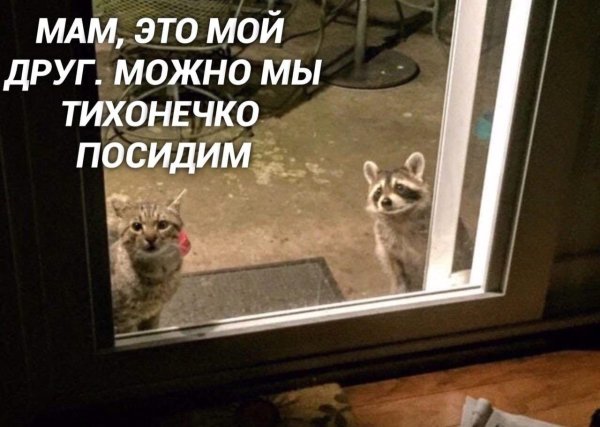 Дратути