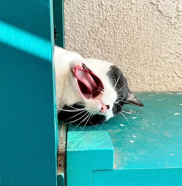 зевающая кошка
