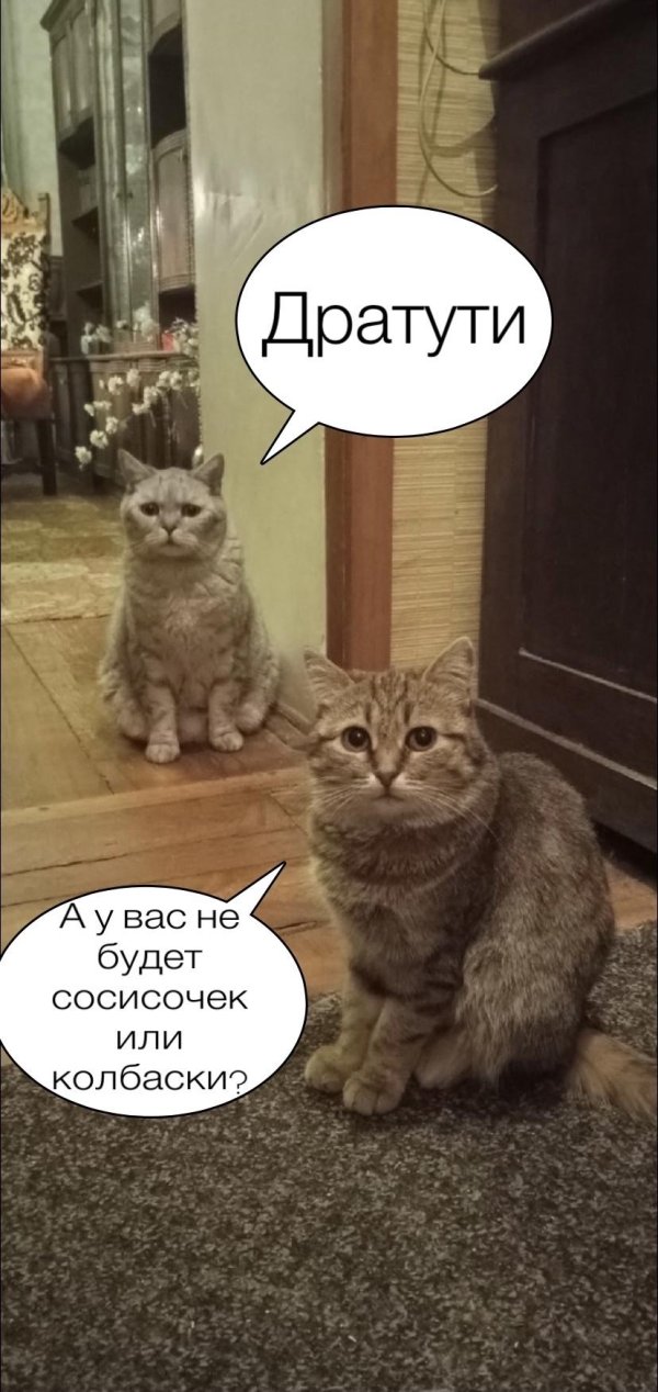 кошка мем