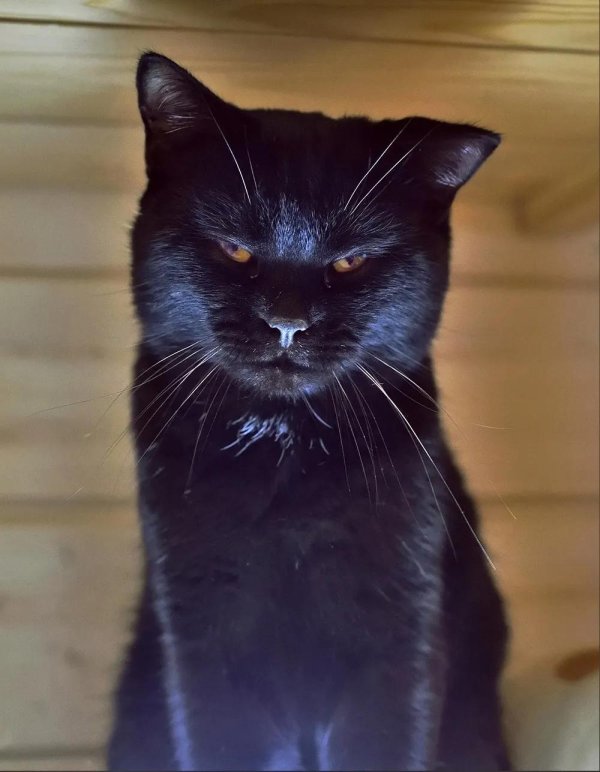 черный котяра