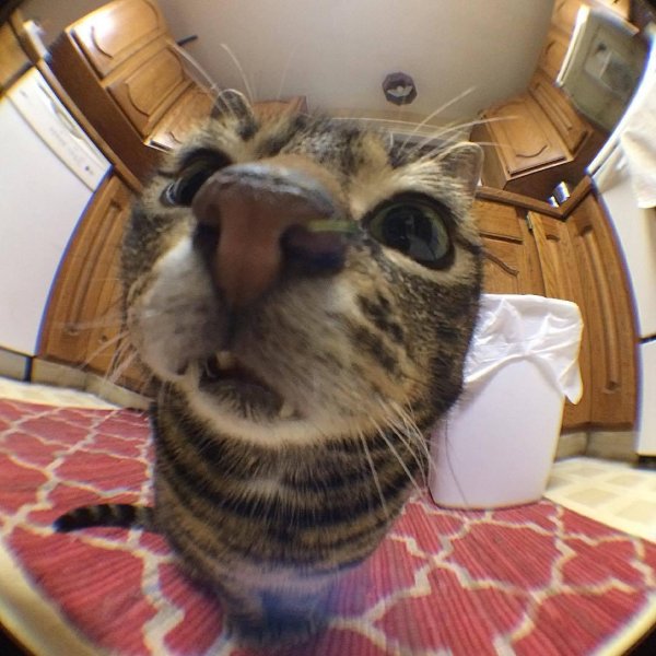 кот прикольный