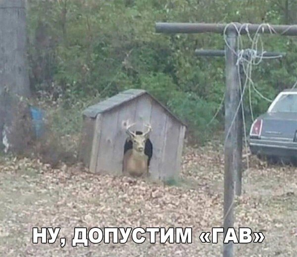 ну допустим гав