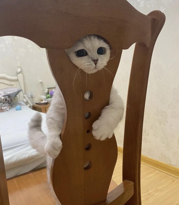 кошка животное