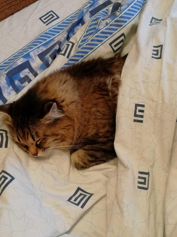 милые котенок