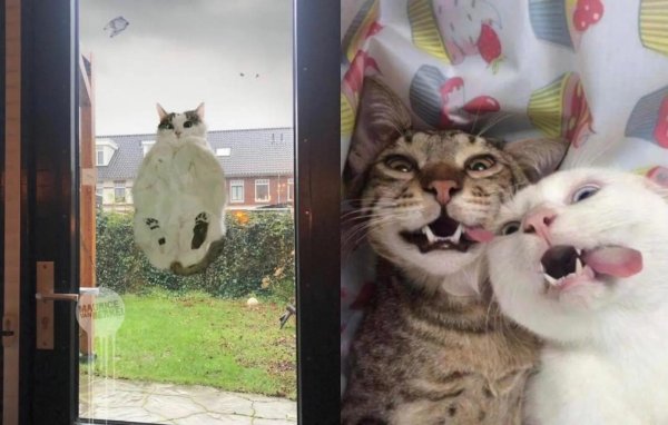 селфи двух котов