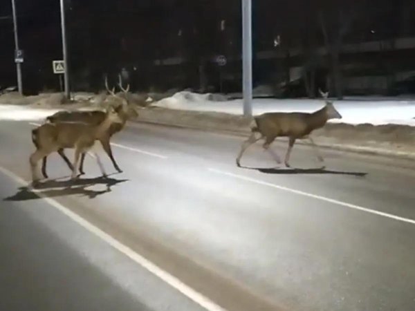 северного оленя