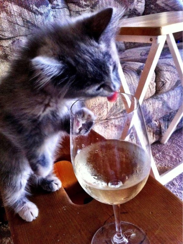 кот пьет вино