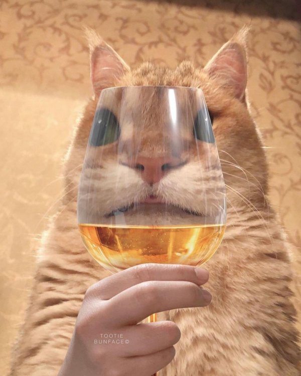 кот смотрит через бокал