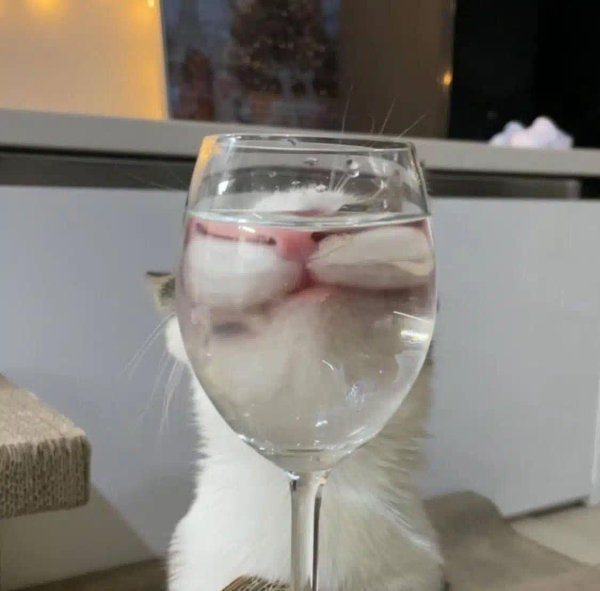 кошки прикольные